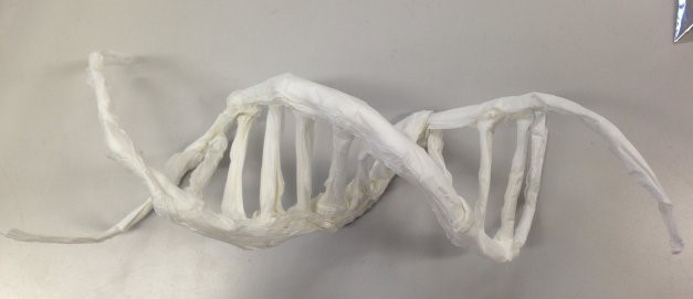DNAモデル